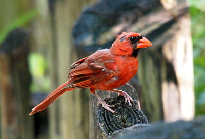 [The right side of the cardinal faces the camera as it faces the righ while perched on a wooden post. The cardinal has great feathers on its back and side mixed in with the red.]